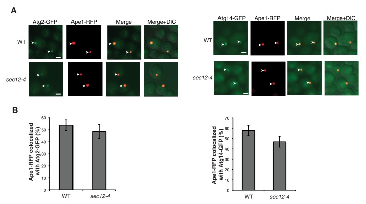 Figure 6—figure supplement 4.