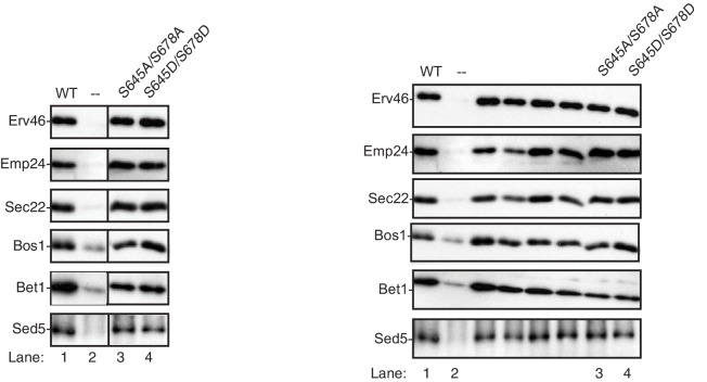 Figure 1—figure supplement 2.