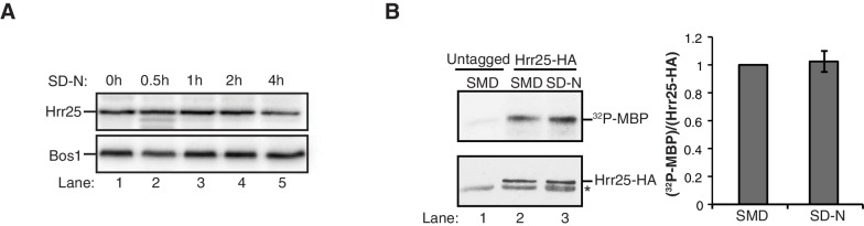 Figure 6—figure supplement 2.