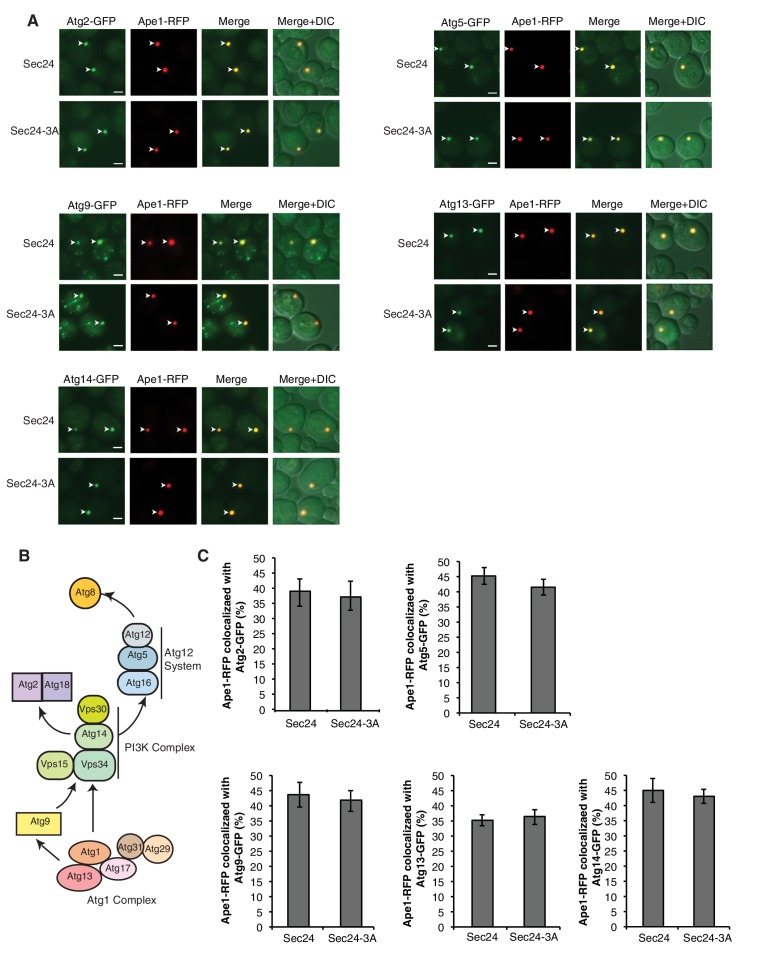 Figure 5—figure supplement 2.