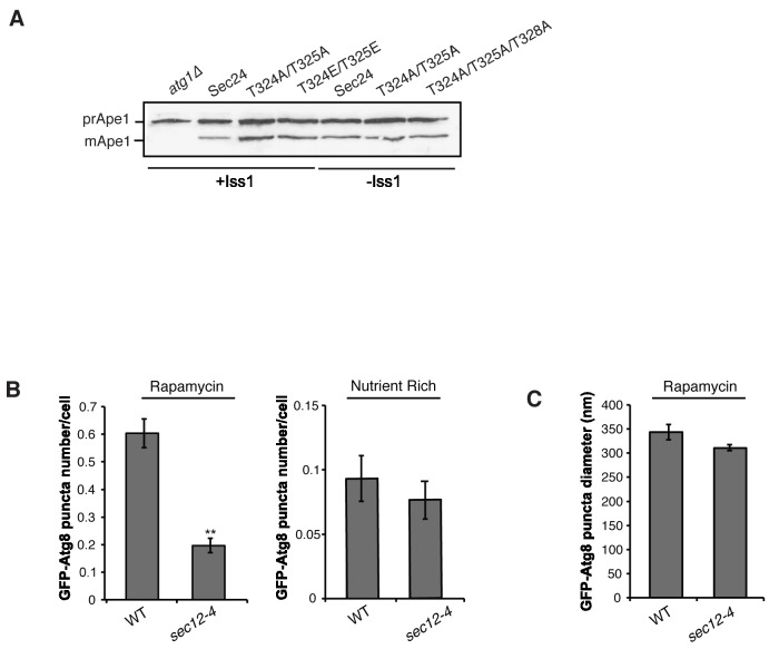 Figure 3—figure supplement 1.