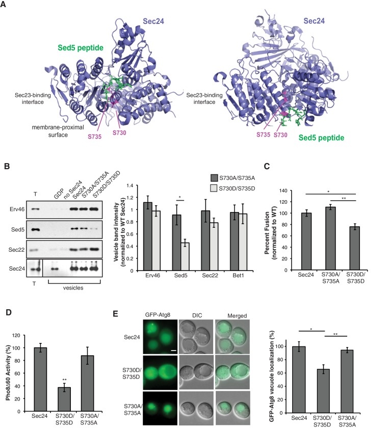 Figure 1—figure supplement 1.