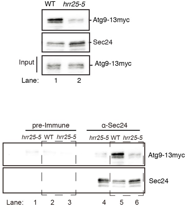 Figure 5—figure supplement 4.