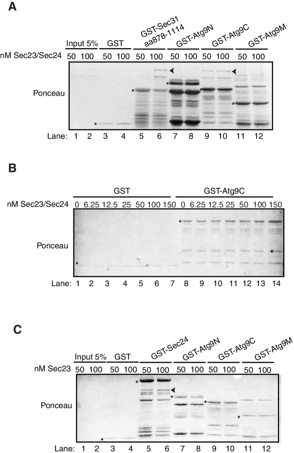 Figure 4—figure supplement 1.