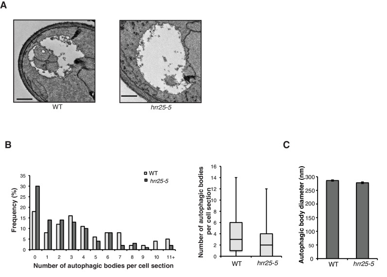 Figure 5—figure supplement 5.