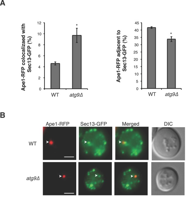 Figure 7—figure supplement 1.