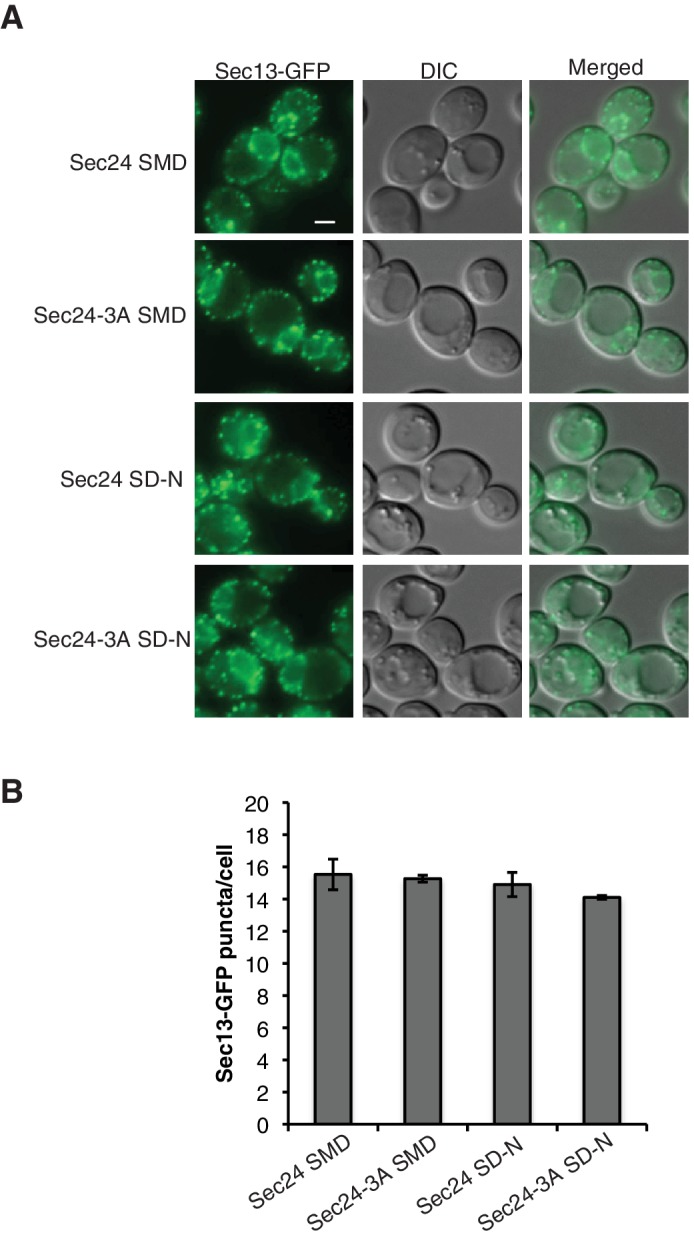 Figure 5—figure supplement 3.