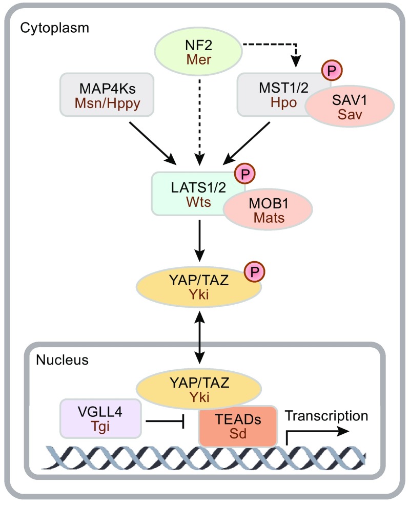 Figure 1