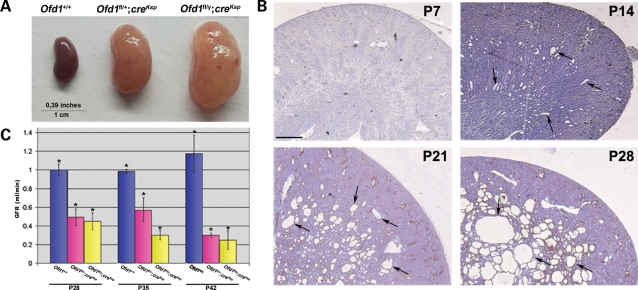 Figure 2.