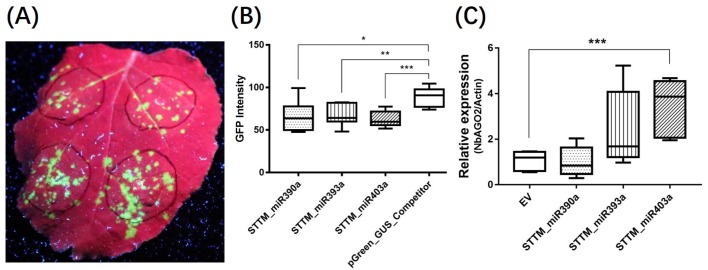 Figure 7