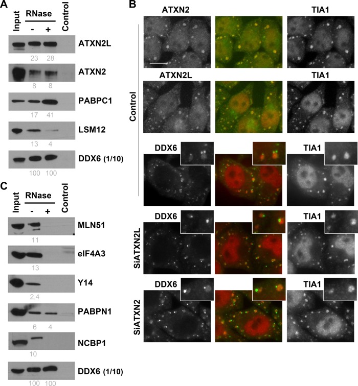 FIGURE 4: