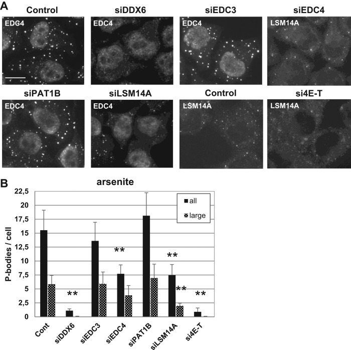 FIGURE 6: