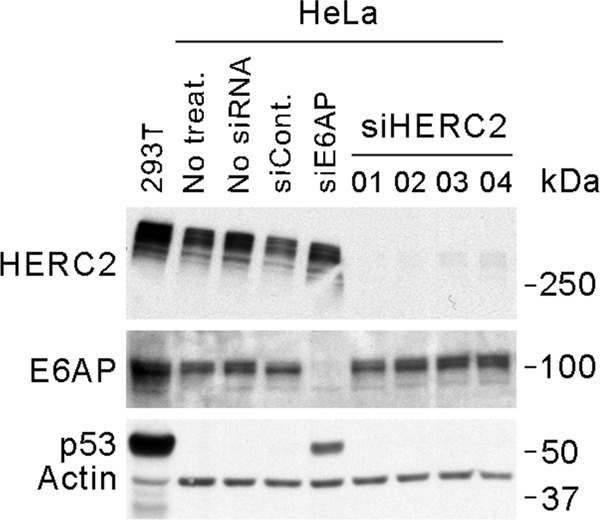 Fig 9