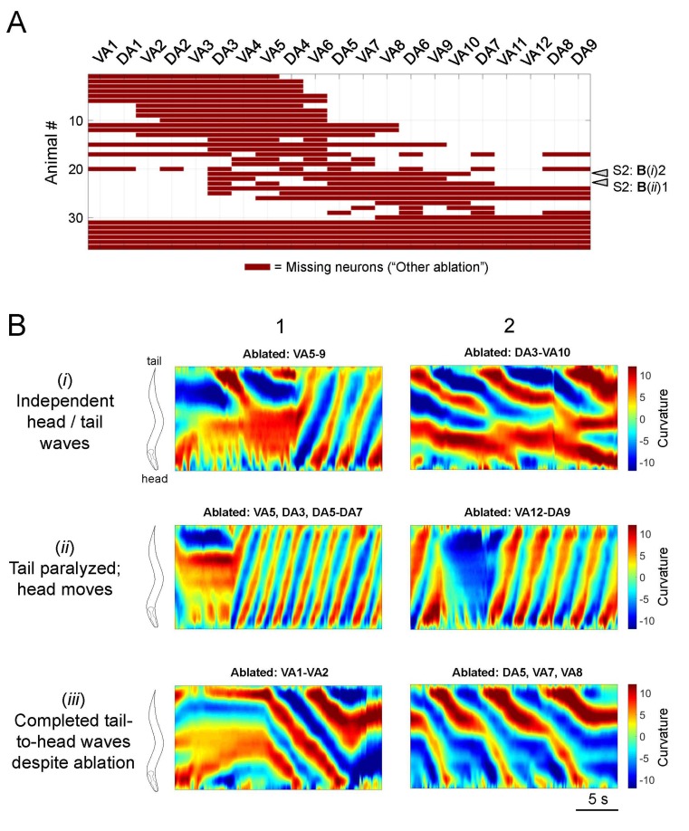 Figure 3—figure supplement 1.