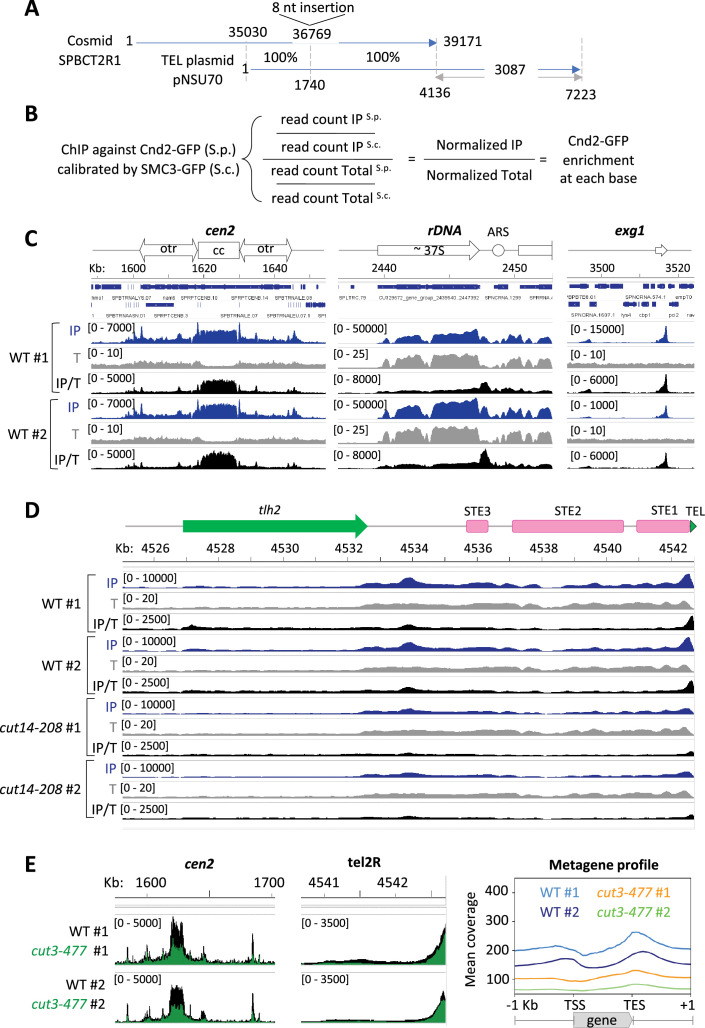 Figure 1—figure supplement 1.