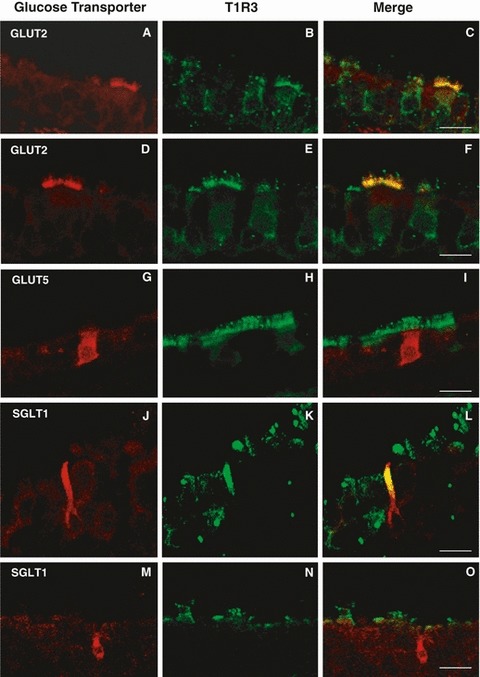 Fig. 10