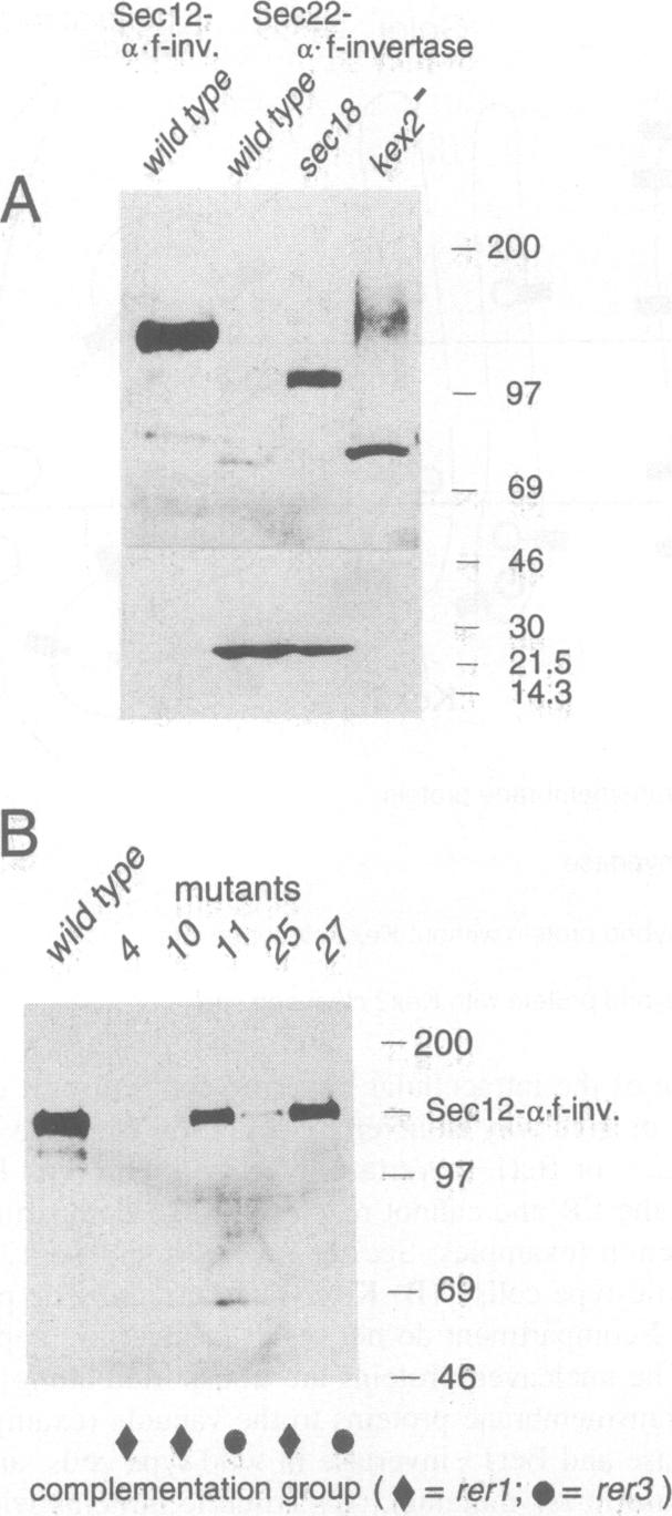 graphic file with name emboj00064-0046-b.jpg