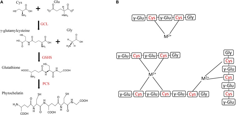 FIGURE 3