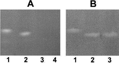 FIG. 5