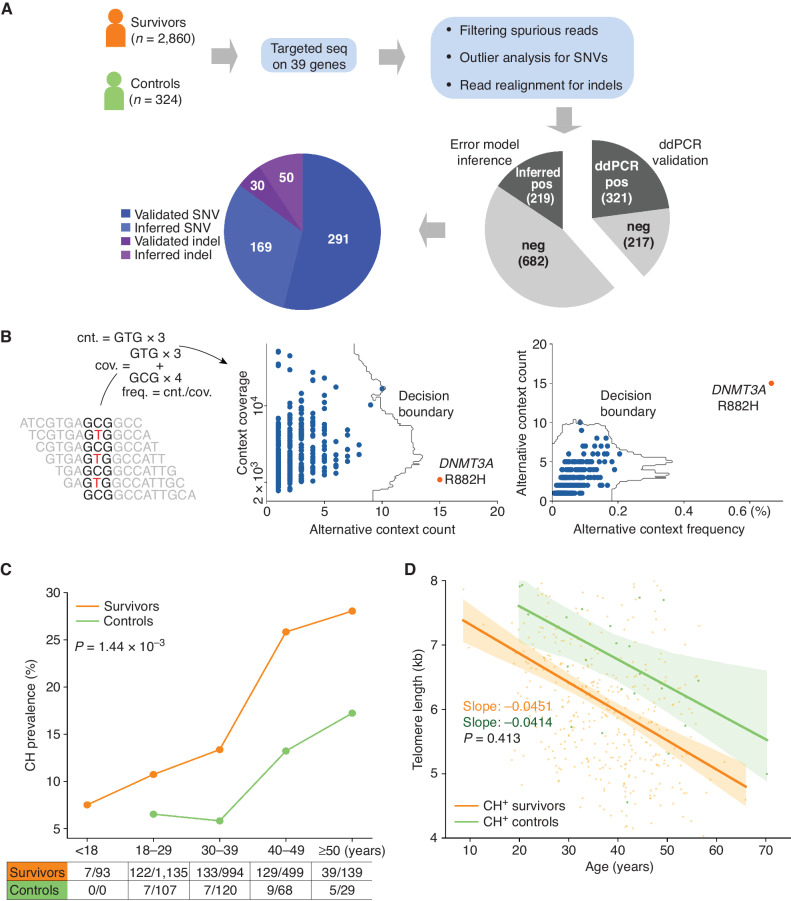 Figure 1. Elevated CH in pediatric cancer survivors. A, Study design for CH analysis in survivors. Blood samples from survivors and controls were analyzed by capture sequencing on 39 CH-associated genes. Putative CH variant analysis involves computational error suppression of sequencing reads, outlier analysis of substitutions with the same genomic context, and indel realignment. Approximately 40% of the putative variants (538 total) were successfully assayed by ddPCR, whereas the validity of the remaining variants was inferred by comparing to a background error model. B, Outlier analysis based on the sequence context of a CH variant. For each of the 96 genomic triplet context changes, the count and frequency for sequencing context matching the context of the alternative allele as well as the read count were within a sample. Outlier analysis was performed by IsolationForest (17) in both the spaces spanned by the count and coverage, and count and frequency. Example shows the GCG>GTC context analysis in an acute lymphoblastic leukemia survivor, in which the DNMT3A R882H mutation was detected as an outlier. C, Elevated CH prevalence in the survivors (orange) compared with the controls (green) across all five age categories. Significance of difference in the overall prevalence of the two groups was based on Fisher exact test. D, Leukocyte telomere lengths in the CH-positive survivors and controls. Telomere attrition rates were estimated as a regression slope, which was compared by the t test. Bands represent 95% CIs of the least-square regressions.