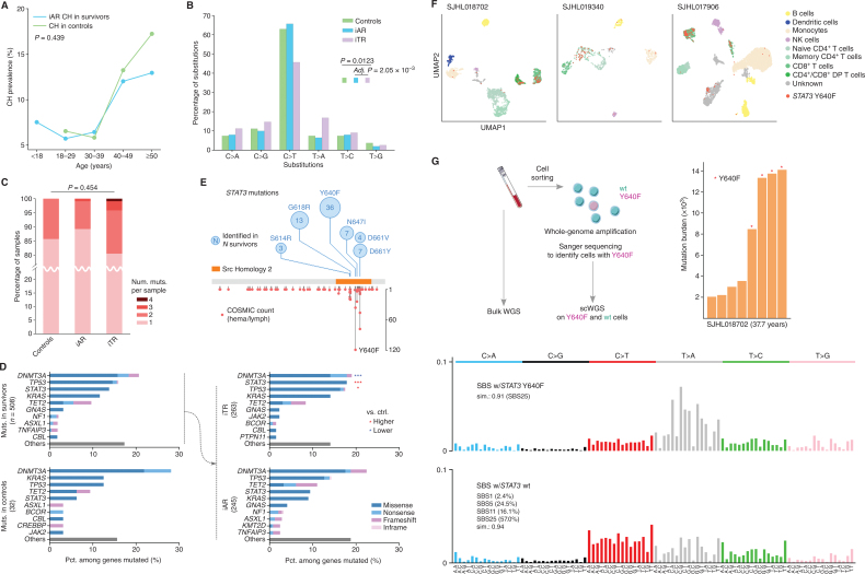 Figure 3. Molecular features of inferred age- versus therapy-related CH. A, Comparable prevalence of inferred age-related (iAR) CH in the survivors (blue) and CH in the controls (green). Fisher exact test showed no significant difference between the two groups (P = 0.439). B, Mutation spectra of SNVs in the control (green), iAR (blue), and iTR (purple). Spectrum frequency was compared by the χ2 test followed by post hoc χ2. Only significant comparisons are shown. Post hoc P value was adjusted by the Šidák method. C, Distribution of mutation count per sample. The distribution in each group was compared by the Kruskal–Wallis test. D, CH mutation frequency in the top 10 genes identified in the survivors and controls. The CH mutations in survivors were further stratified into iAR and iTR groups, and the top 5 genes were compared with the control by a two-sided proportion test. *, q (Benjamini–Hochberg corrected P) < 0.05 and ***, q < 0.001 with red indicating a proportion higher than control, and blue if lower. E, STAT3 mutations identified in this study (top, number in the circle represents occurrence) and the COSMIC (v97) for hematologic and lymphoid tumors (bottom, y-axis shown occurrence). F, Cell phenotype and STAT3 Y640F genotype in blood samples from three survivors profiled by Mission Bio's Tapestri assay on single-cell amplicon-based DNA and protein sequencing. Cells were mapped by uniform manifold approximation and projection (UMAP) by protein antibody data and colored by their corresponding cell types. Those harboring Y640F mutation are labeled in red. G, Mutation burden and signature analysis for SJHL018702 by single-cell whole-genome sequencing (scWGS). The peripheral blood sample was sorted for viable cells followed by multiple displacement amplification (MDA) to generate scWGS data in STAT3 Y640F-mutant and wild-type cells (left). Mutation burden by somatic SNVs identified from scWGS using bulk WGS as a control is shown as bar plot with Y640F-mutant cells marked by a red star (middle). Mutational signatures of Y640F-mutant cells and wild-type cells are shown at the right.