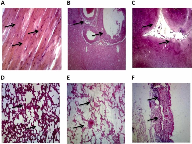 Fig. 6