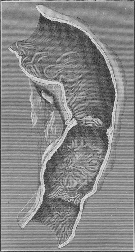 Fig. 34