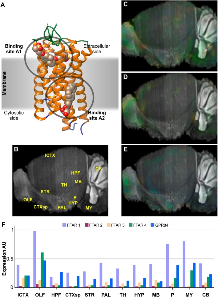 FIGURE 1