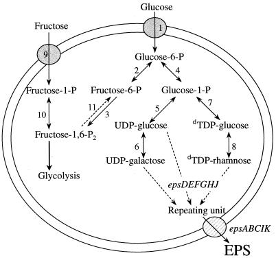 FIG. 1