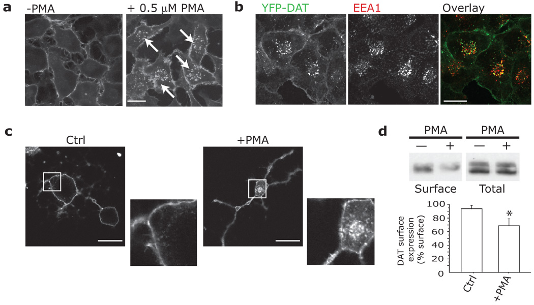 Fig.1