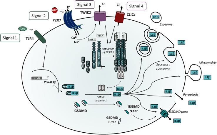 FIGURE 2