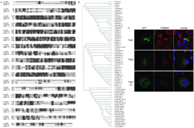 Figure 1. The zebrafish Trak proteins are paralogous to each other, and EGFP-tagged Trak1a and 2 proteins localize to the mitochondria when expressed in mammalian tissue culture cells.