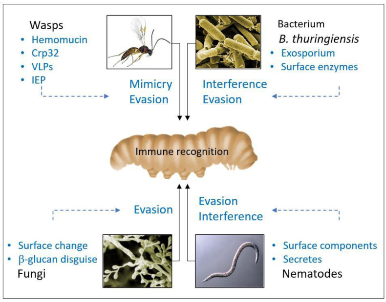 Figure 11