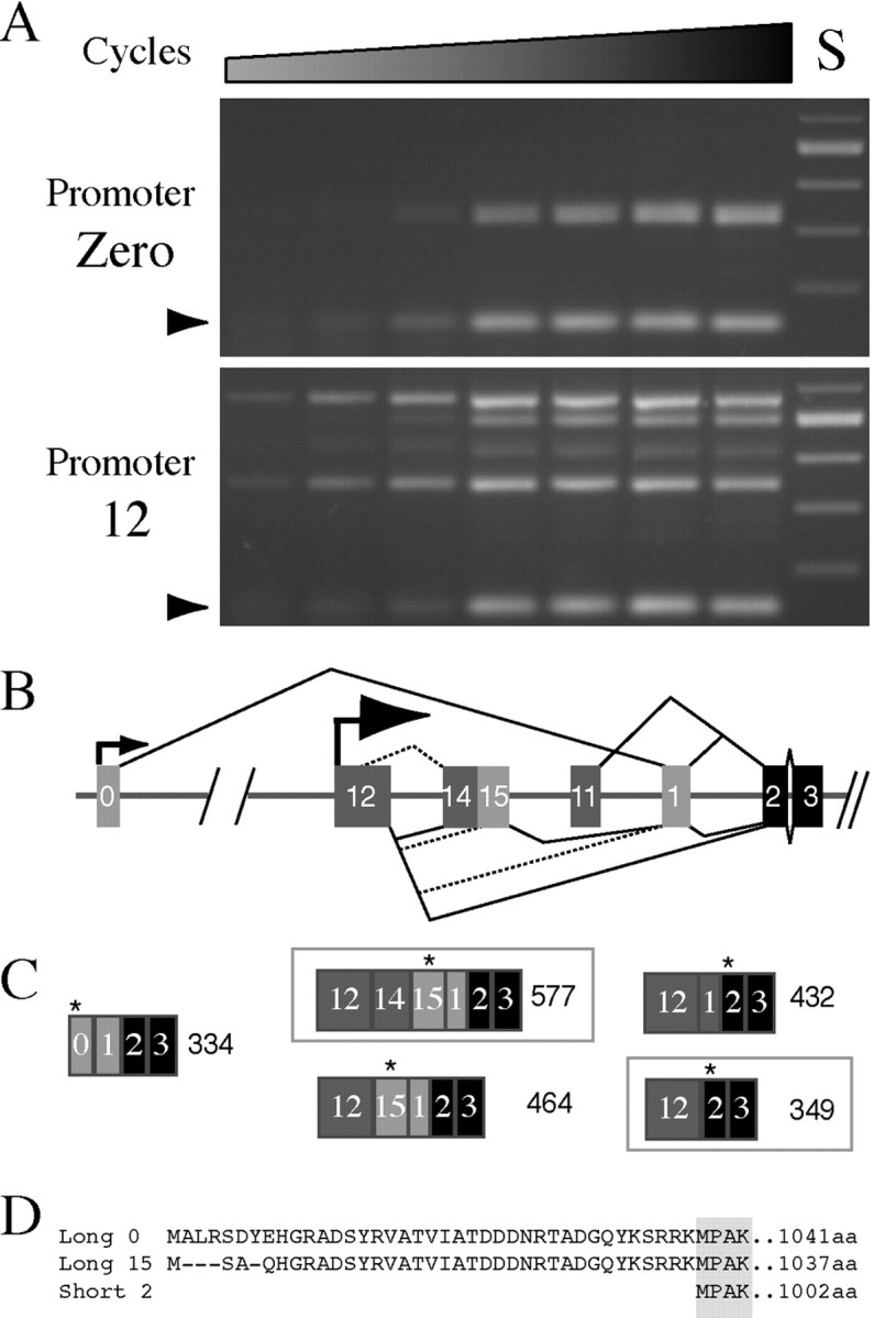 Fig. 9.