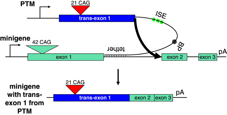 Fig. 1