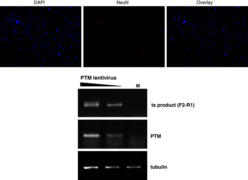 Fig. 9