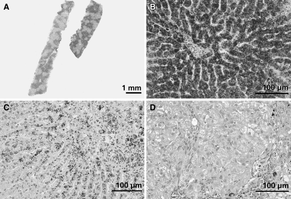 Fig. 2