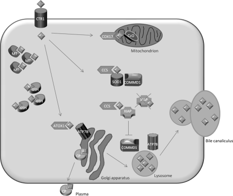 Fig. 1