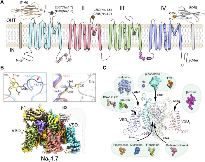 FIGURE 1