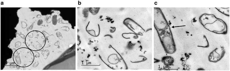 Fig. 10.