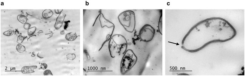 Fig. 8.