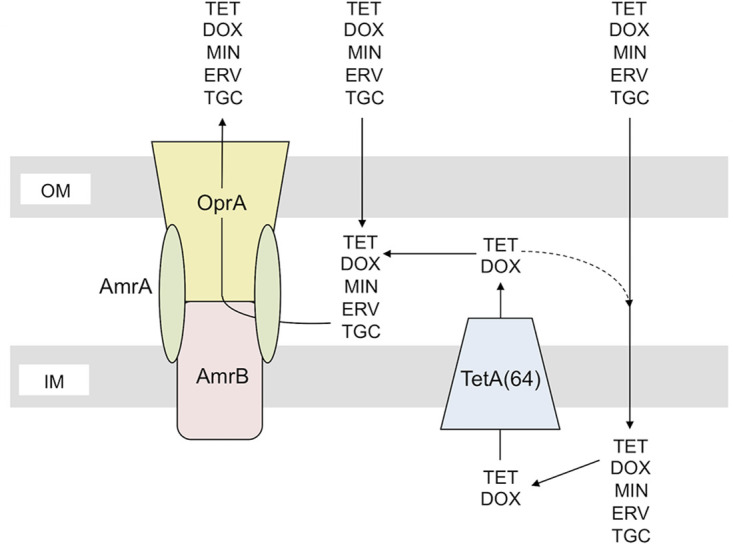 FIG 2