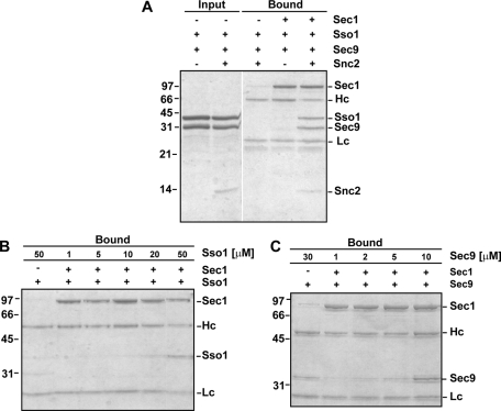 FIGURE 2: