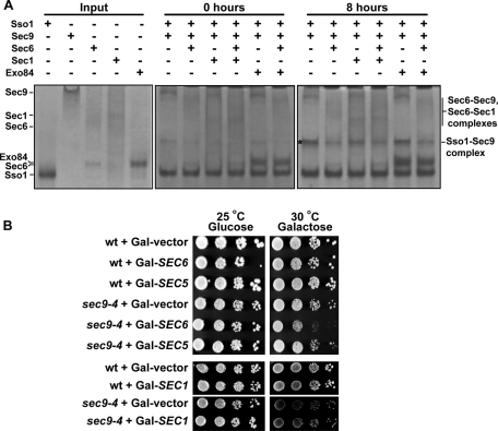 FIGURE 6: