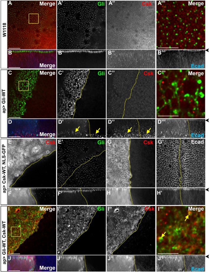 FIGURE 6: