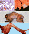 Figure 12