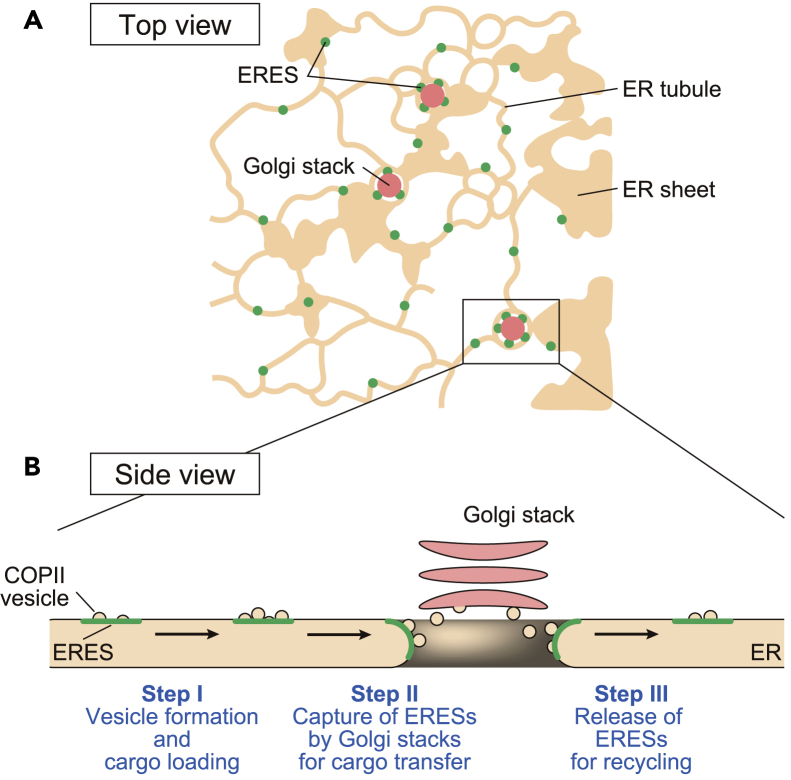 Figure 6