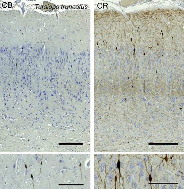 Fig. 18