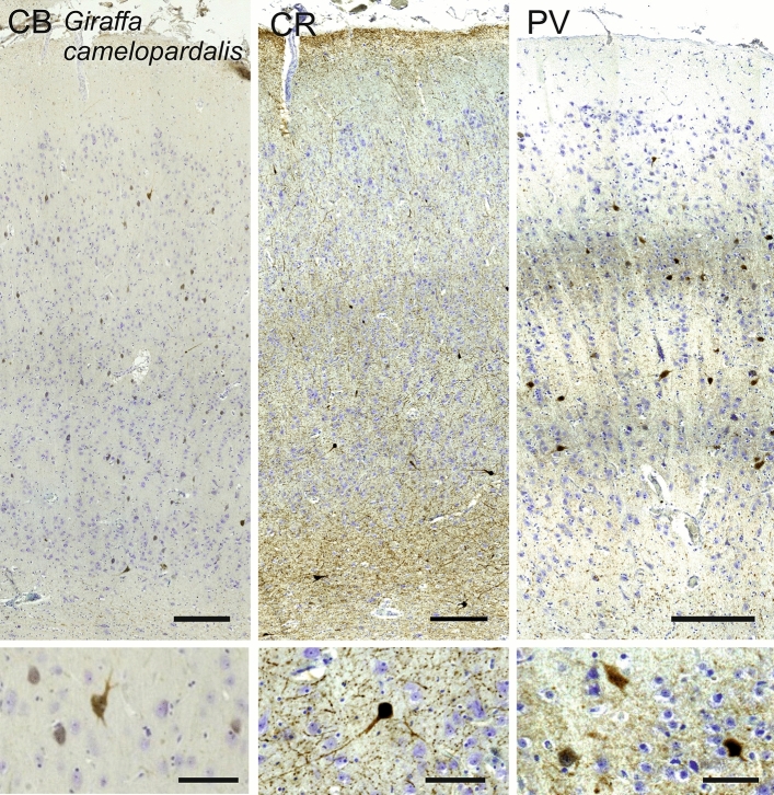 Fig. 14