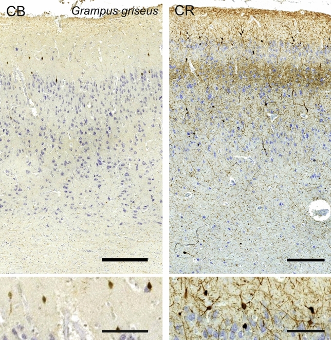 Fig. 20